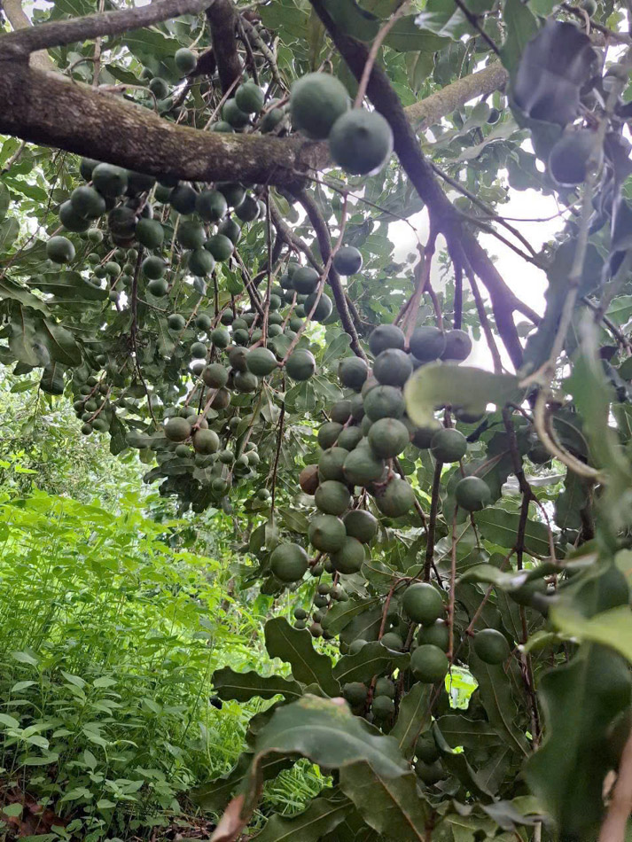 fresh macadamia nuts